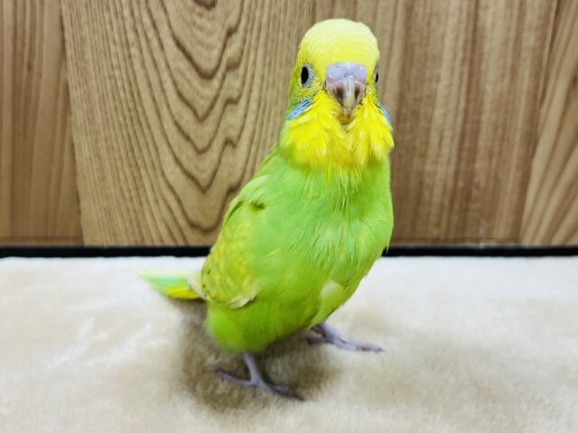 セキセイインコ