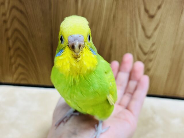 セキセイインコ