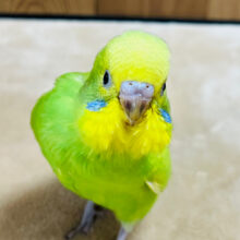 【最新画像更新🪄】ベビたんフェイスに釘付け♡セキセイインコ(スパングル) ヒナ