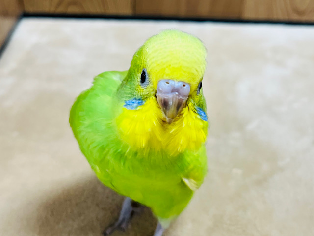 【最新画像更新🪄】ベビたんフェイスに釘付け♡セキセイインコ(スパングル) ヒナ