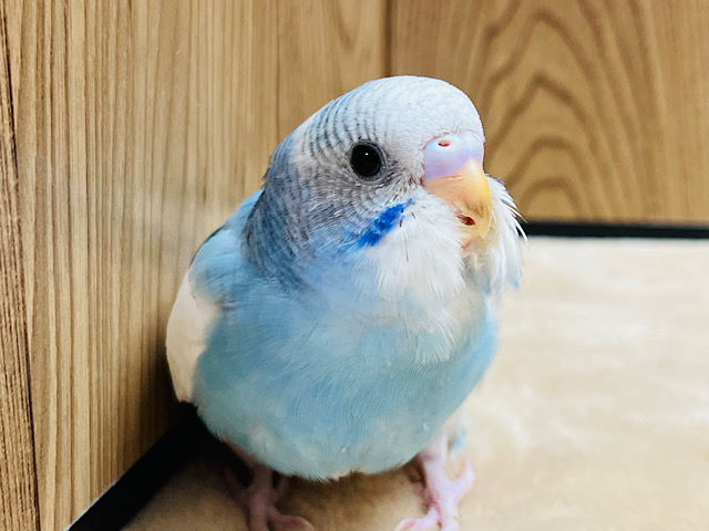 【最新画像更新🪄】シャッター音に反応しちゃう♡セキセイインコ(パイド) ヒナ