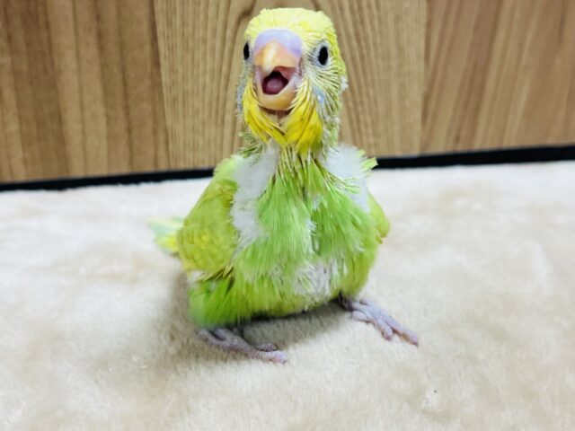 セキセイインコ