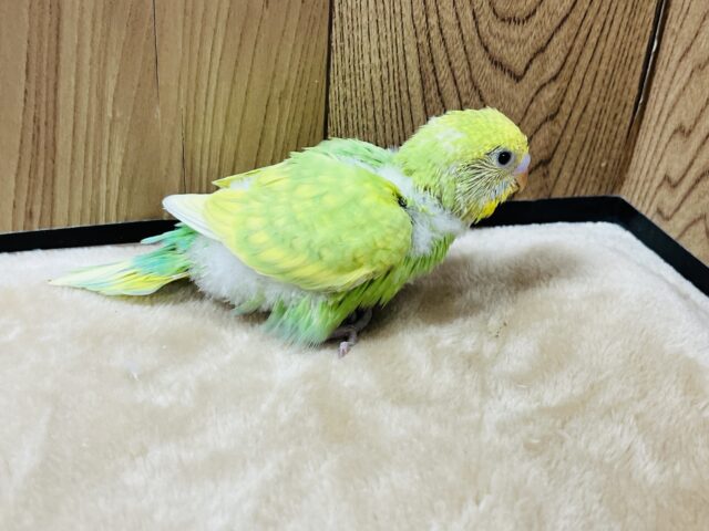 セキセイインコ