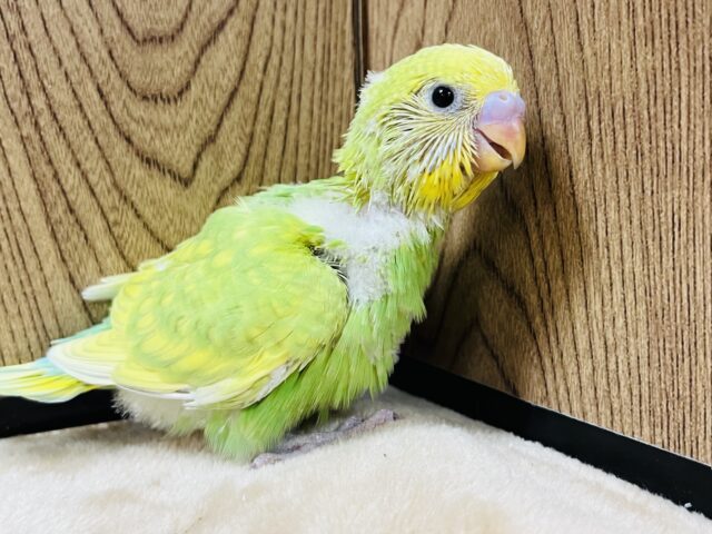 セキセイインコ