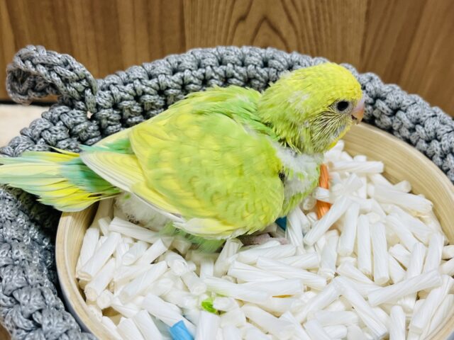 セキセイインコ