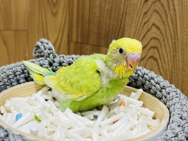 セキセイインコ