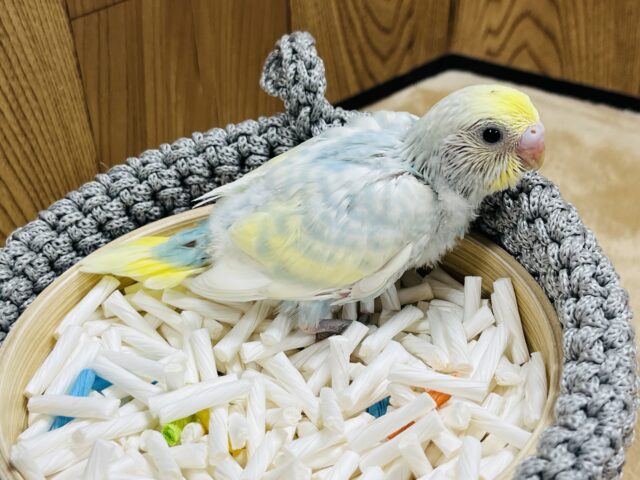 セキセイインコ