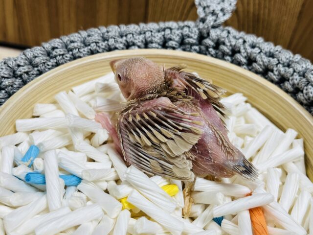 シナモン文鳥