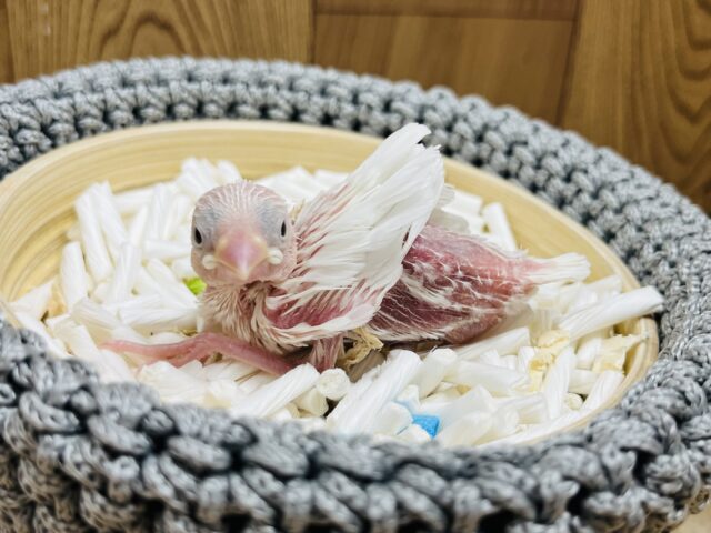 リアルなインコ【おもちみたいな白文鳥】【アトリエプリュム】職人モモ