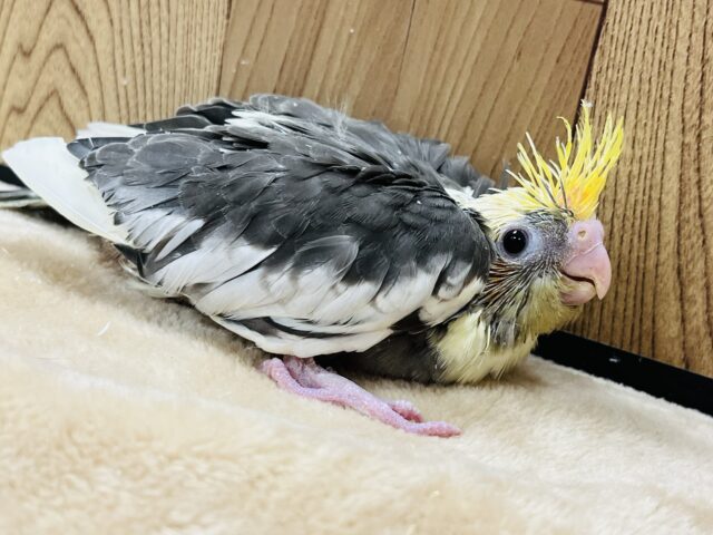 オカメインコ