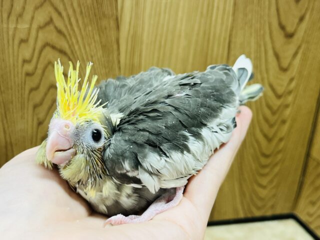 オカメインコ