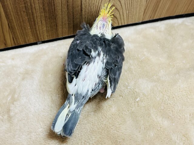 オカメインコ