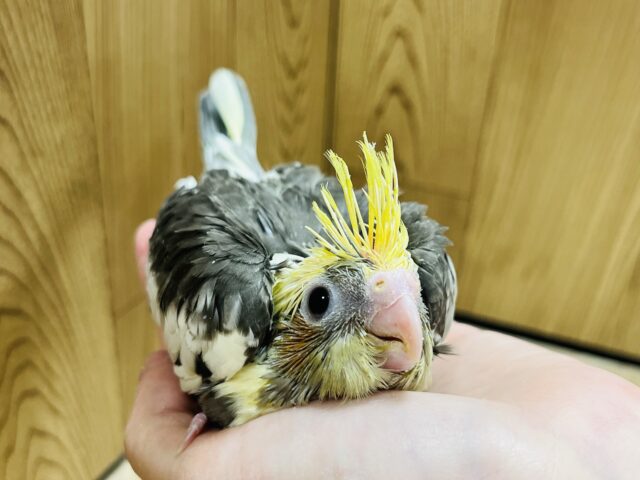 オカメインコ