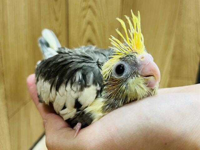 オカメインコ