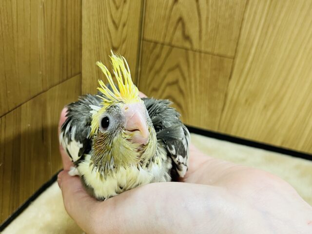 オカメインコ