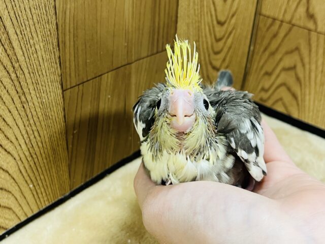 オカメインコ