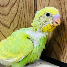 おめめキラキラ✨元気っ子！セキセイインコ(スパングル) ヒナ