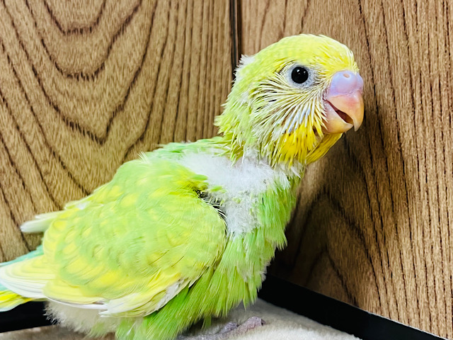 おめめキラキラ✨元気っ子！セキセイインコ(スパングル) ヒナ