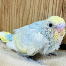 カラフルわたあめちゃん☁️🌈セキセイインコ(パステルカラーレインボー) ヒナ