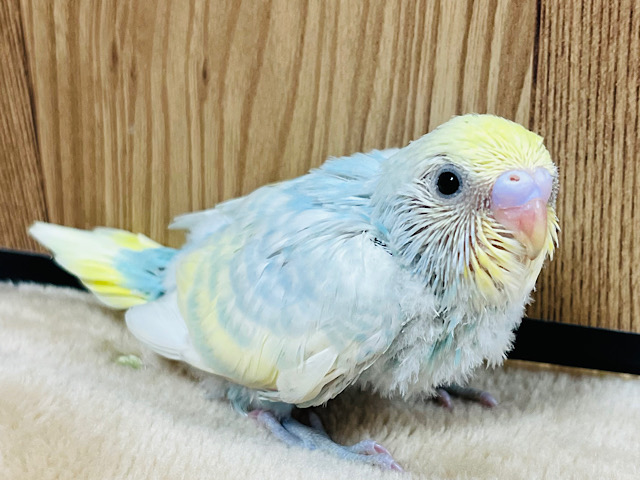 カラフルわたあめちゃん☁️🌈セキセイインコ(パステルカラーレインボー) ヒナ