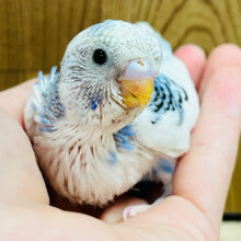 目移りしちゃう！元気いっぱい！！セキセイインコ(パイド) ヒナ