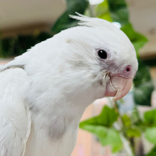 【最新画像更新🪄】とびっきり可愛いヒナがやって来た♡オカメインコ(WFパイド) ヒナ