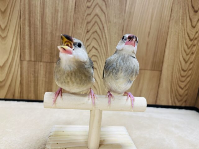 桜文鳥