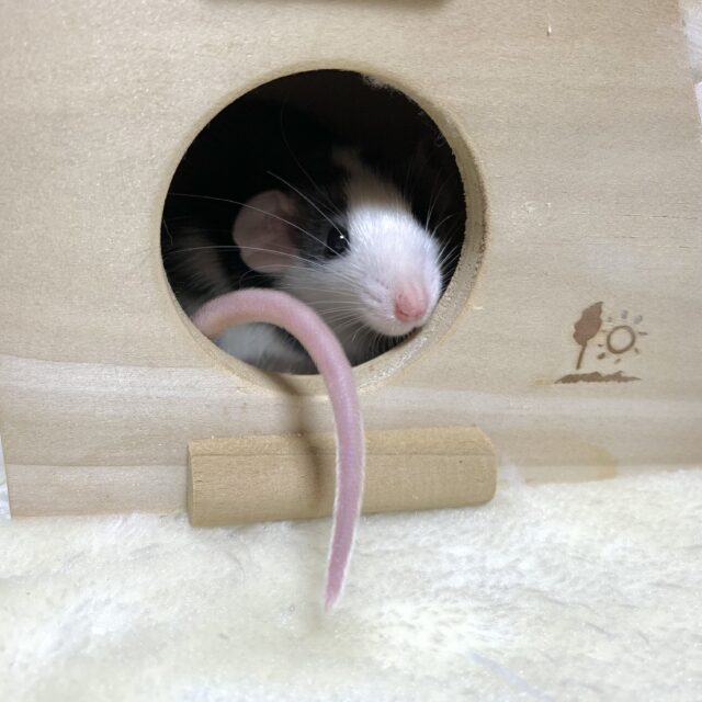 ファンシーラット 🖤 ( ・ω・)🤍 女の子! ファンシーラット