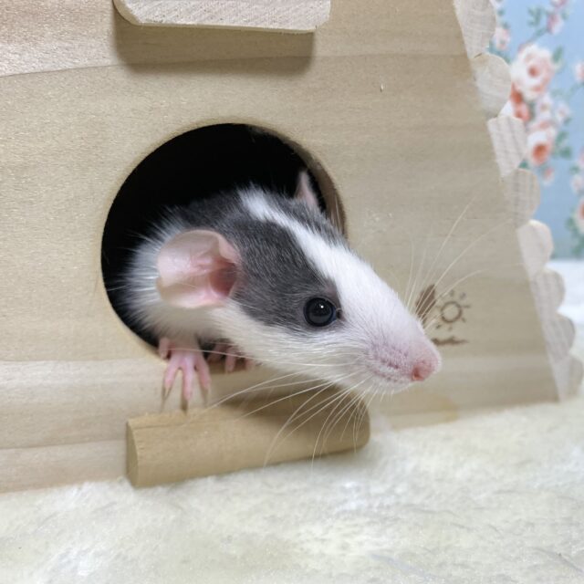 ファンシーラット 🖤 ( ・ω・)🤍 女の子! ファンシーラット