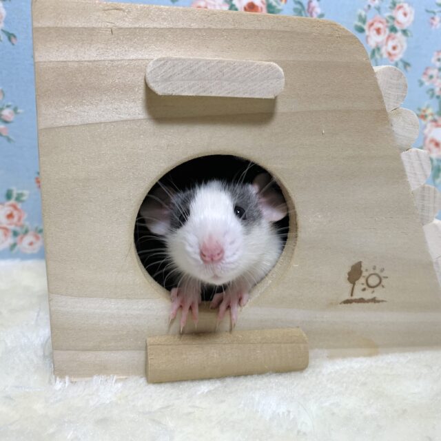 ファンシーラット