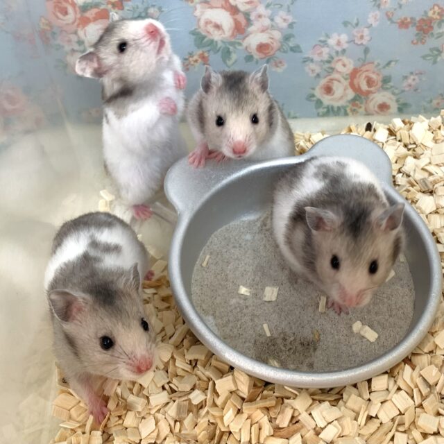 ゴールデンハムスター