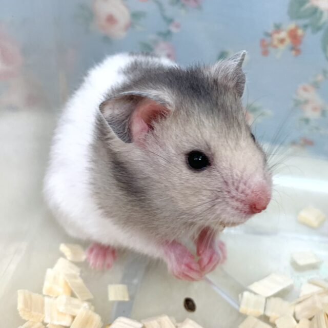 ゴールデンハムスター