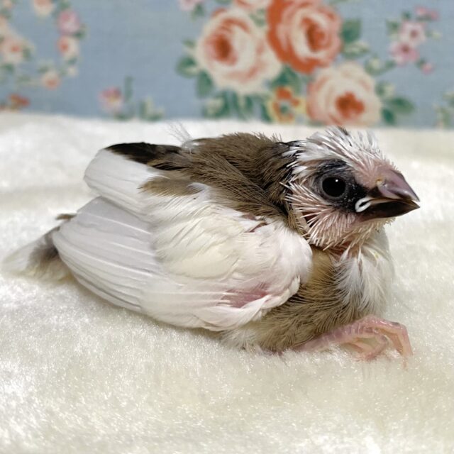 十姉妹（ジュウシマツ）