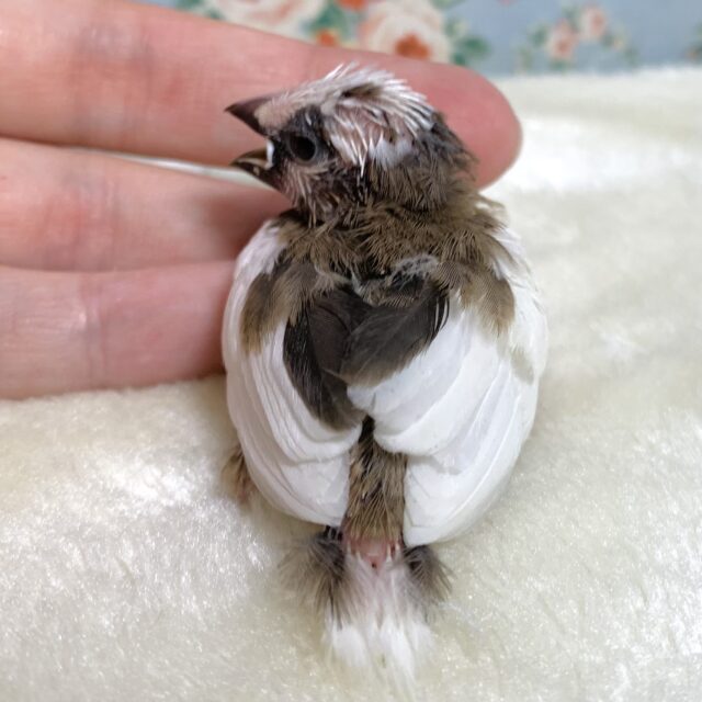 十姉妹（ジュウシマツ）