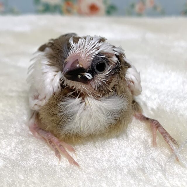 十姉妹（ジュウシマツ）