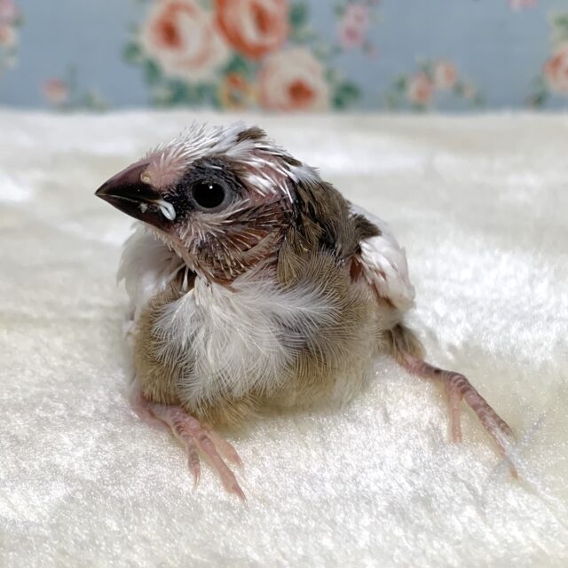 十姉妹（ジュウシマツ）