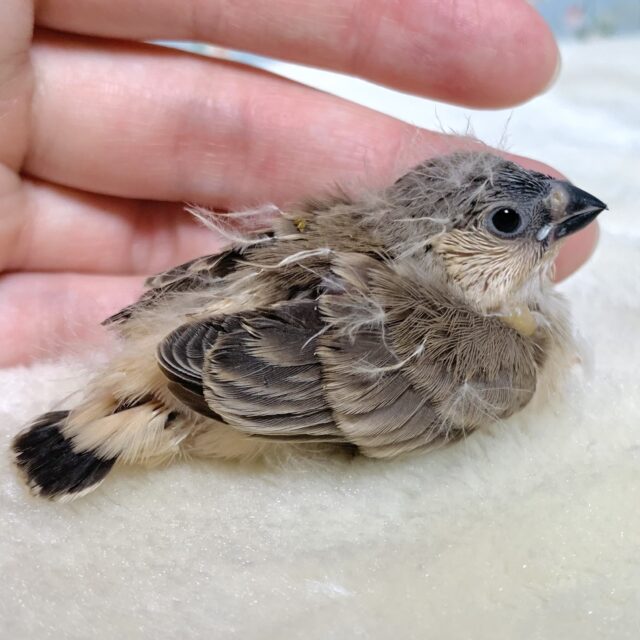 錦花鳥（キンカチョウ）