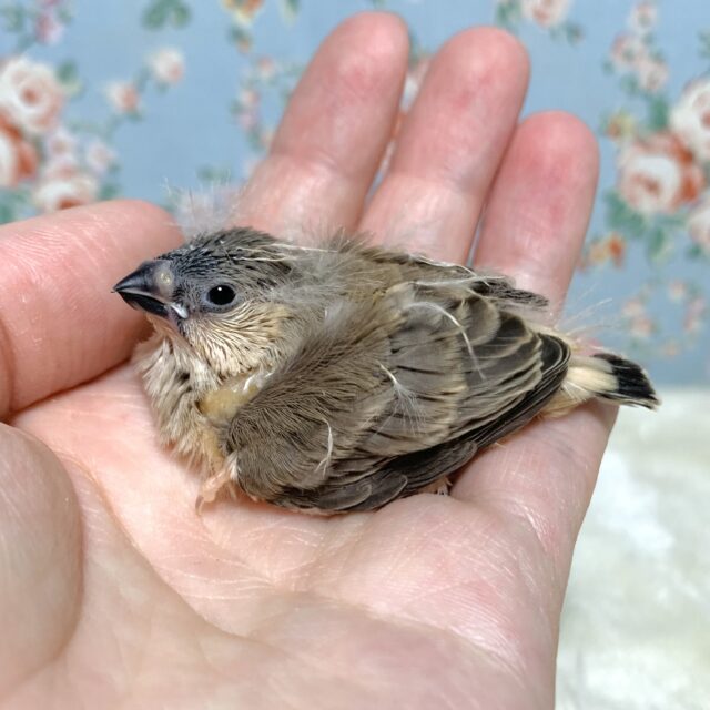 キンカチョウ ヒナちゃん入舎🍁。・:+°。 錦花鳥(キンカチョウ)