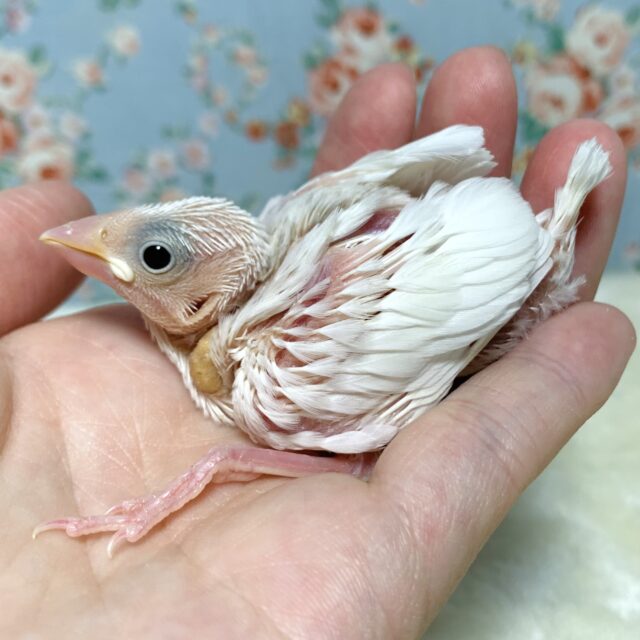 白文鳥