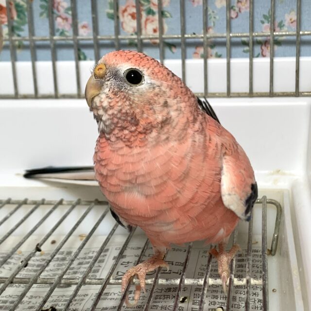 アキクサインコ（秋草インコ）