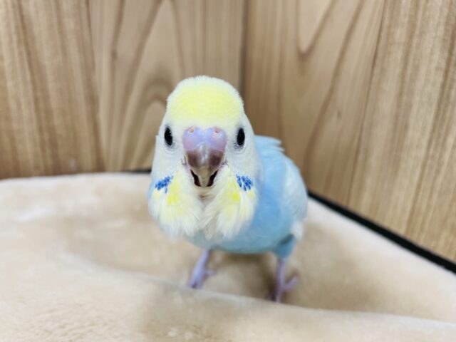 セキセイインコ