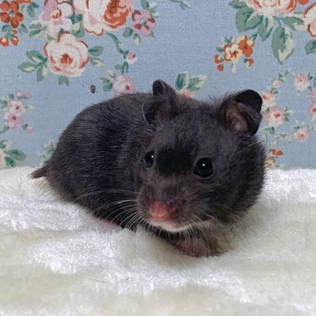 ゴールデンハムスター