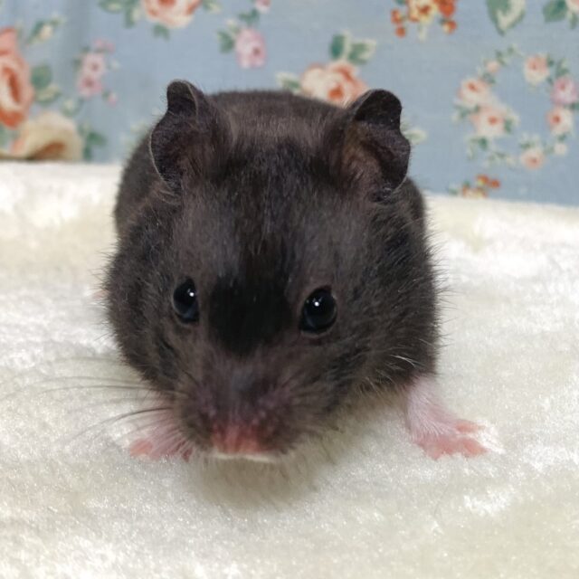 ゴールデンハムスター