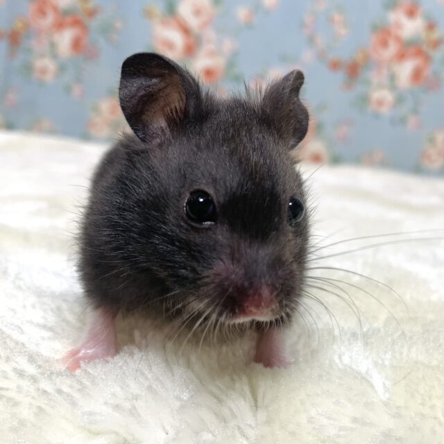 ゴールデンハムスター