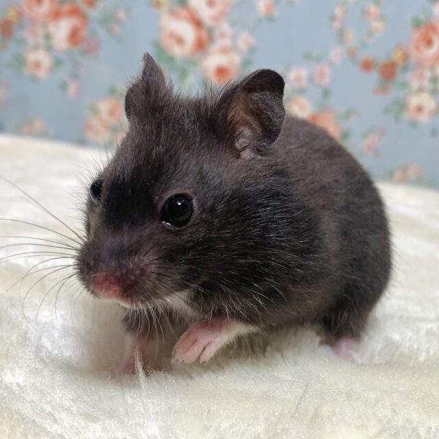 ゴールデンハムスター