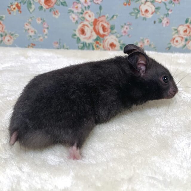 ゴールデンハムスター