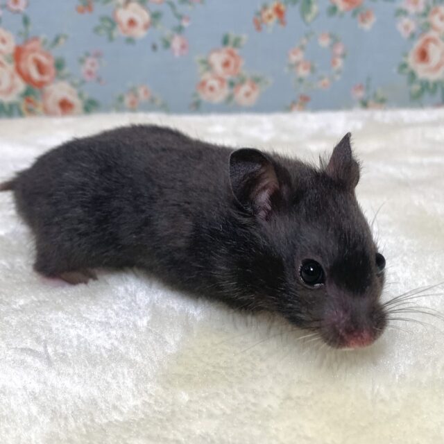 ゴールデンハムスター