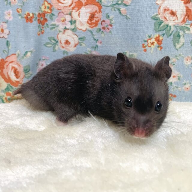 ゴールデンハムスター