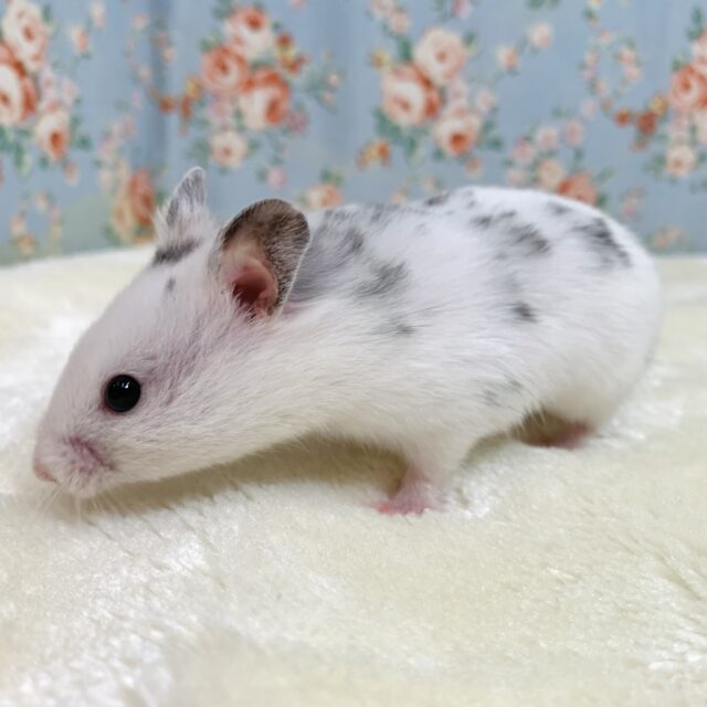 ゴールデンハムスター