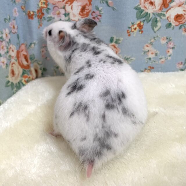 ゴールデンハムスター